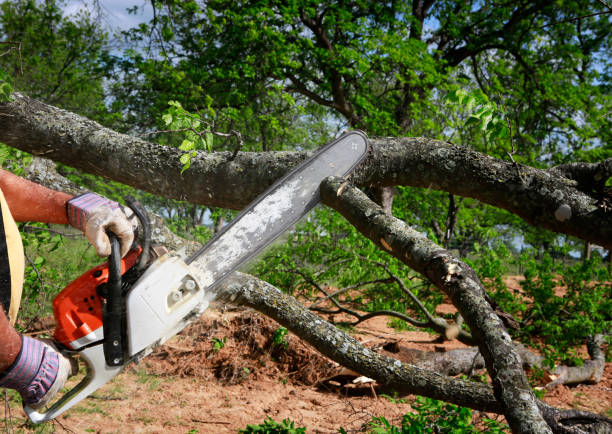 Tree Service